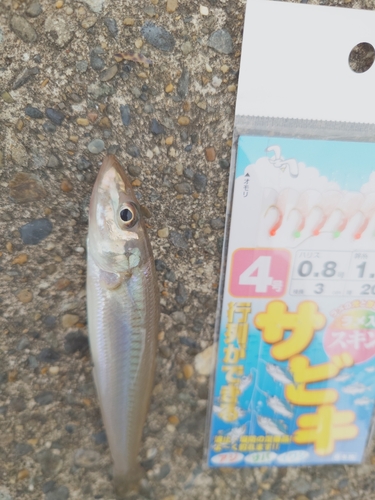 シロギスの釣果