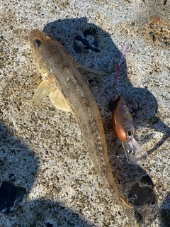 ハゼの釣果