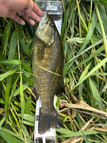 スモールマウスバスの釣果