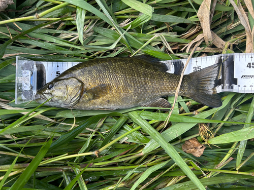 スモールマウスバスの釣果