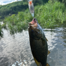 スモールマウスバス