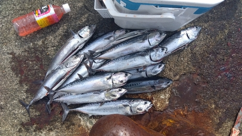 ソウダガツオの釣果