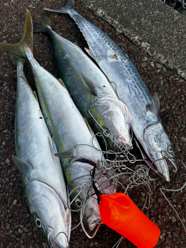 サゴシの釣果