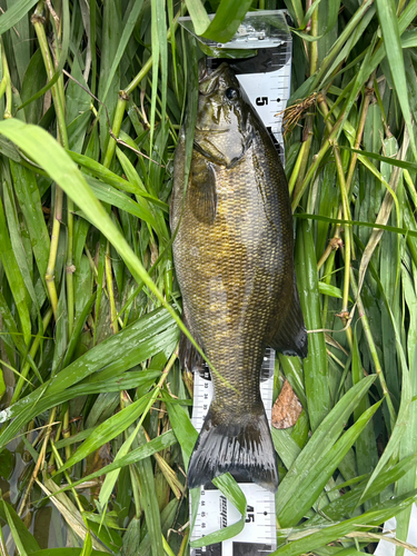 スモールマウスバスの釣果