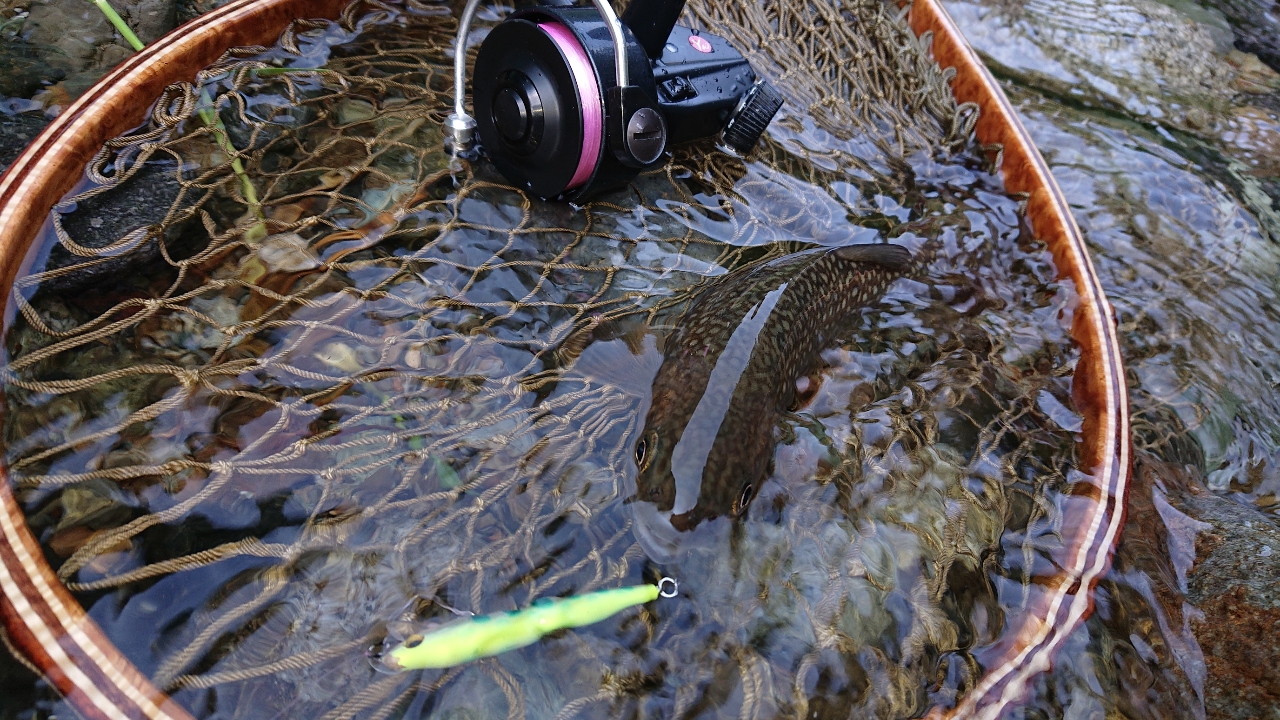 イワナ