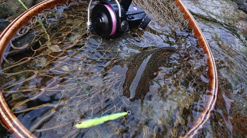 イワナの釣果