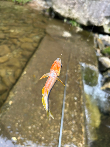 カワムツの釣果