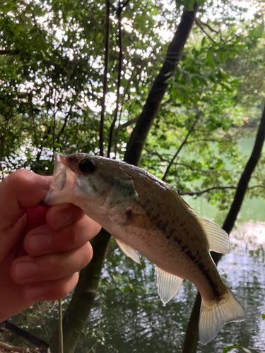 ブラックバスの釣果