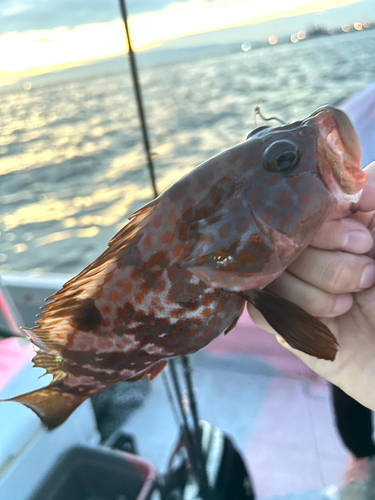 キジハタの釣果