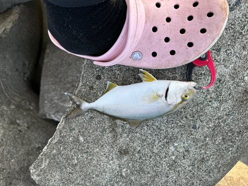 ショゴの釣果