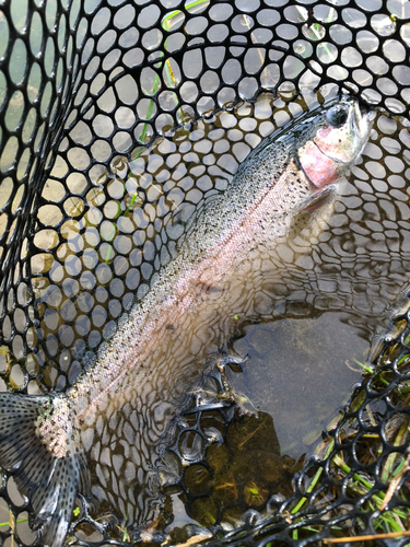 ニジマスの釣果