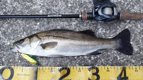 シーバスの釣果