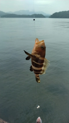 アオハタの釣果