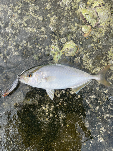 ショゴの釣果