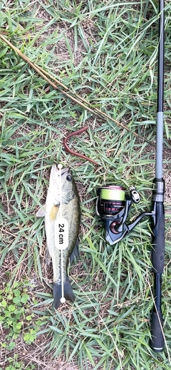 ブラックバスの釣果