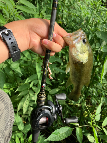 ラージマウスバスの釣果