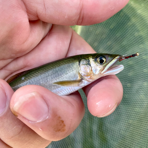 アユの釣果