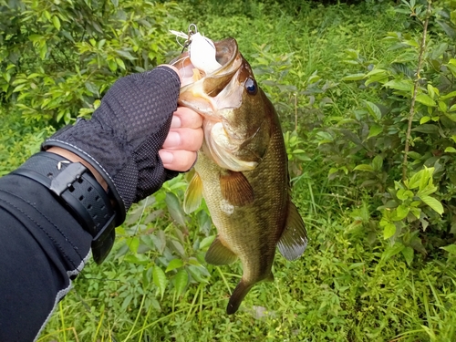 ラージマウスバスの釣果