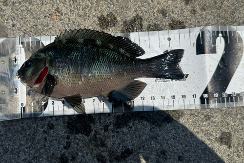 メジナの釣果