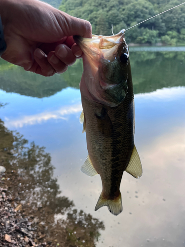 ラージマウスバスの釣果