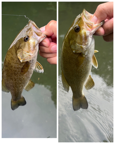 スモールマウスバスの釣果