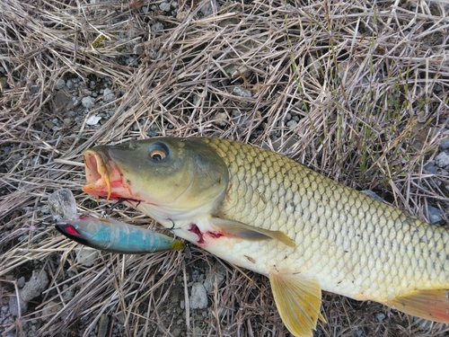 コイの釣果