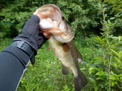 ラージマウスバスの釣果