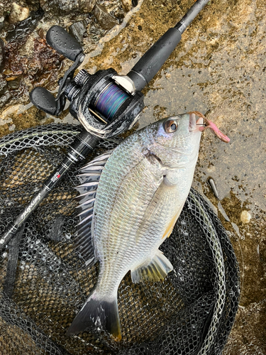 キビレの釣果