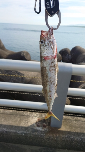 サバの釣果