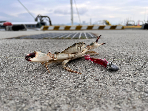 カニの釣果