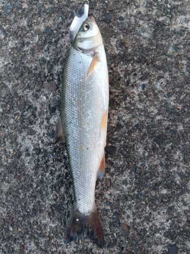 ウグイの釣果