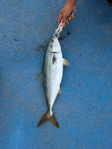 イナダの釣果