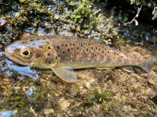 ブラウントラウトの釣果