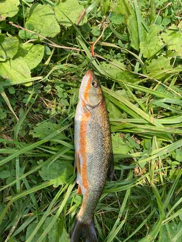 ウグイの釣果