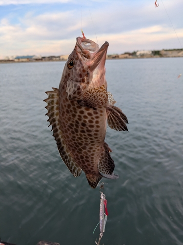 オオモンハタの釣果