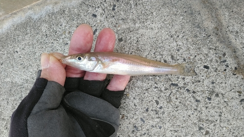 シロギスの釣果