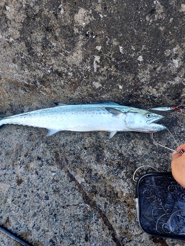 サゴシの釣果