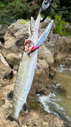 オニカマスの釣果