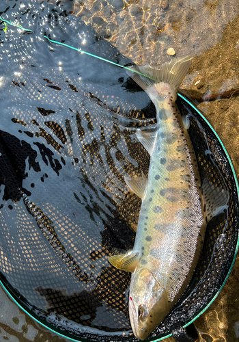 ヤマメの釣果