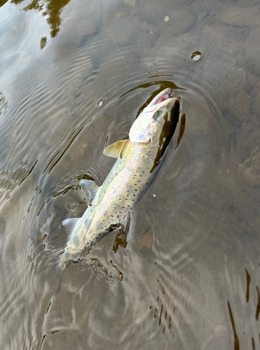 ヤマメの釣果