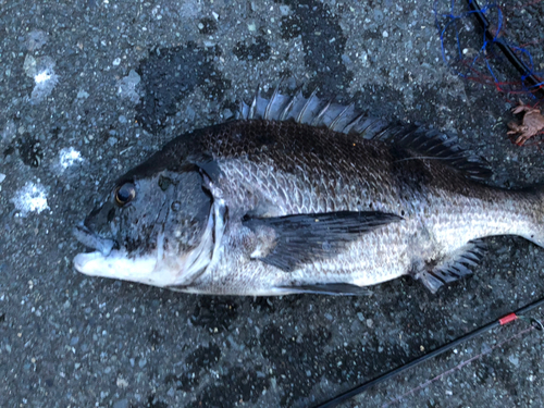 クロダイの釣果