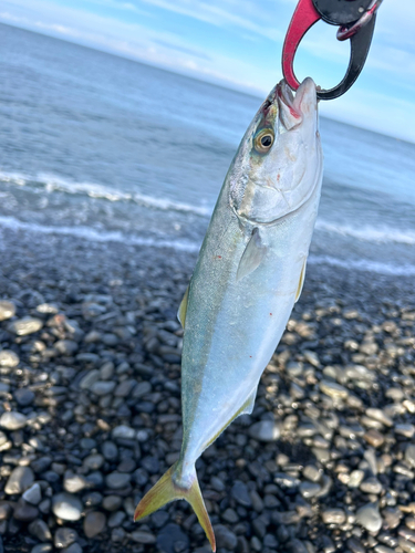 ワカシの釣果