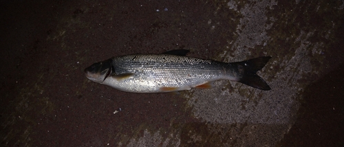 ウグイの釣果