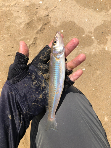 キスの釣果