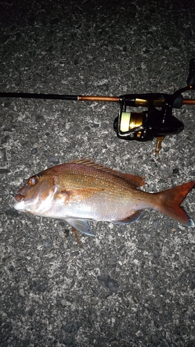 マダイの釣果