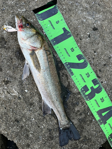 シーバスの釣果