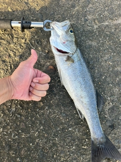 セイゴ（ヒラスズキ）の釣果