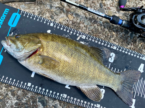 スモールマウスバスの釣果