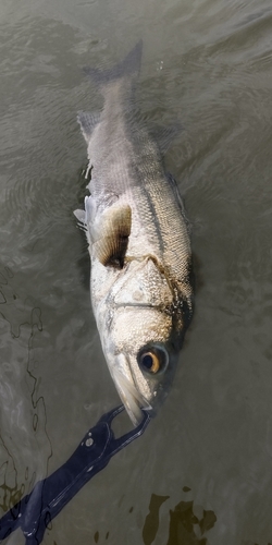 フッコ（マルスズキ）の釣果