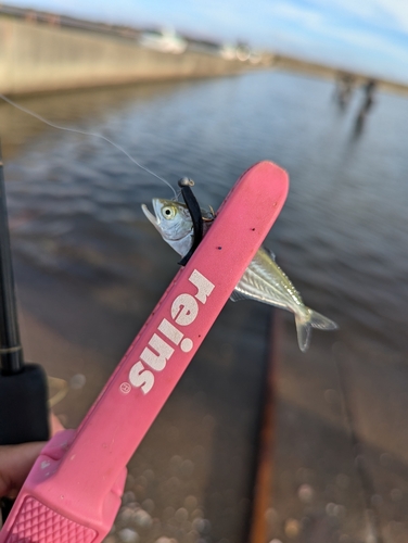 イケカツオの釣果